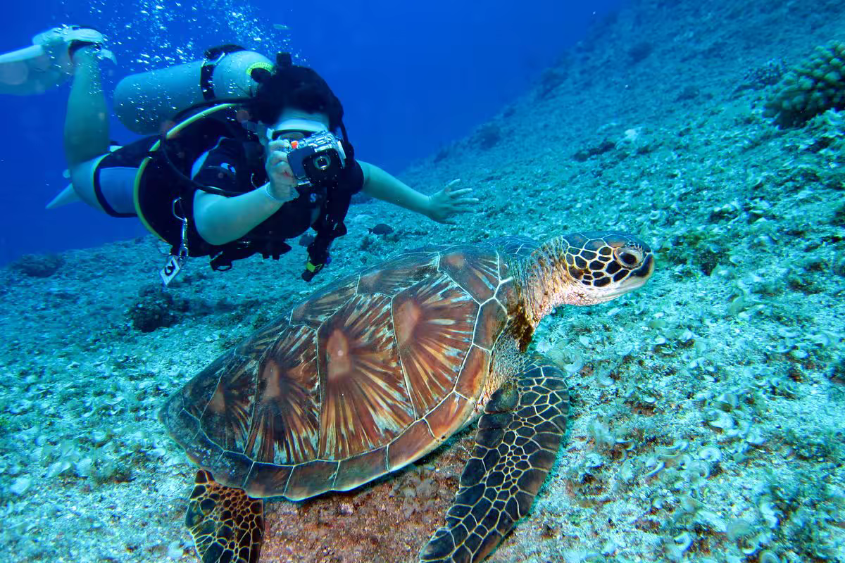 Scuba diver following a sea turtle underwater