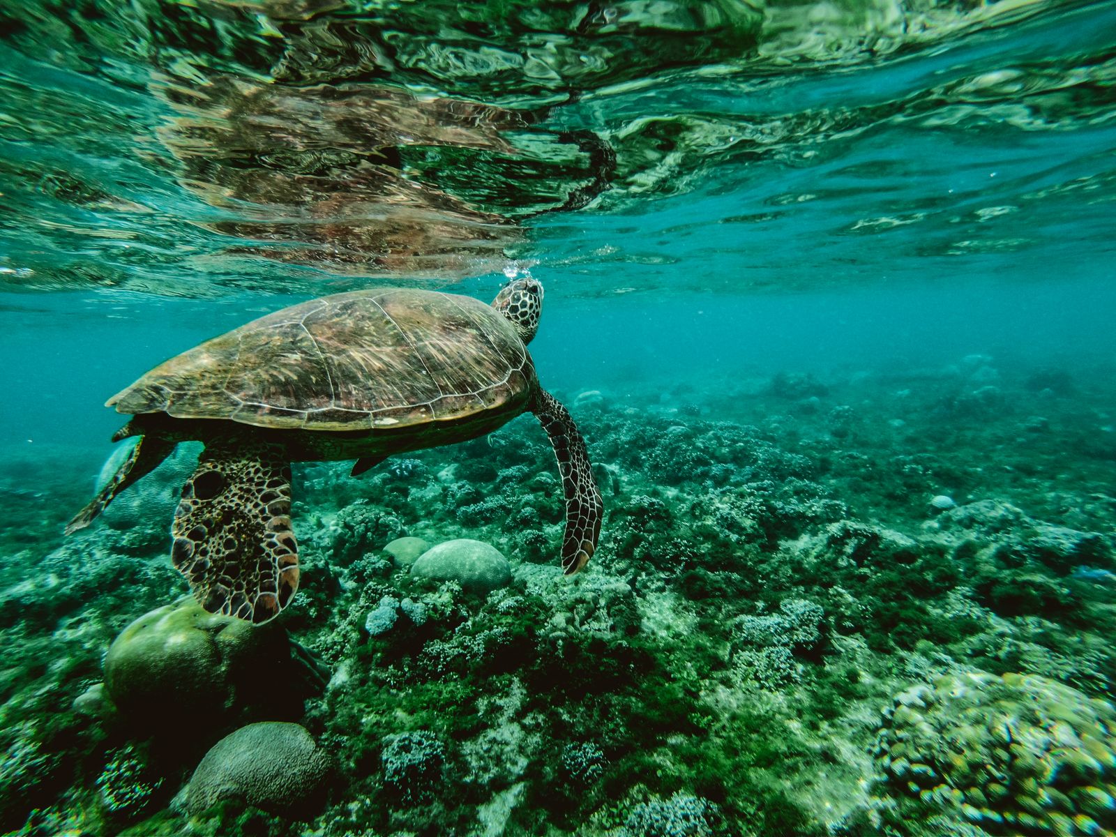Sea turtle swimming above a tropical coral reef